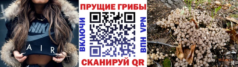 Галлюциногенные грибы Cubensis  OMG ссылки  сайты даркнета состав  Славск 